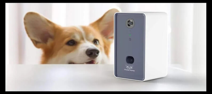 The Best Pet Cameras to Watch Your Dog While You’re Away